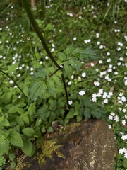 Valeriana flaccidissima