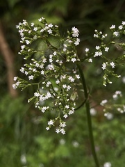 Valeriana flaccidissima