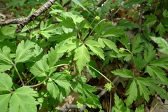 Anemonoides nemorosa