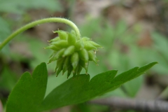 Anemonoides nemorosa