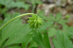 Anemonoides nemorosa