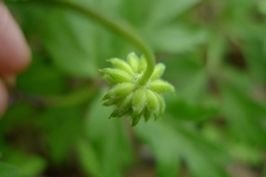 Anemonoides nemorosa