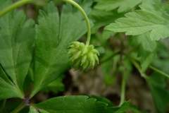 Anemonoides nemorosa