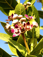 Calotropis procera