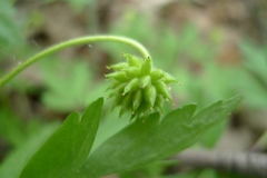 Anemonoides nemorosa