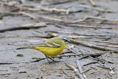 Motacilla flava beema