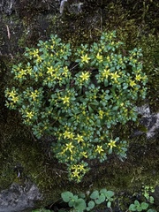 Sedum actinocarpum