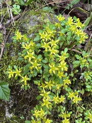 Sedum actinocarpum