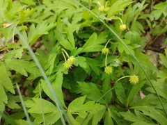 Anemonoides nemorosa