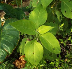 Greenmaniella resinosa