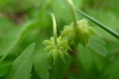 Anemonoides nemorosa