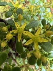 Sedum actinocarpum