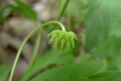 Anemonoides nemorosa