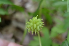 Anemonoides nemorosa