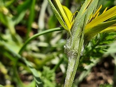 Pseudopodospermum molle