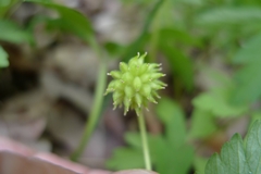 Anemonoides nemorosa