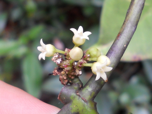 Peplonia bradeana