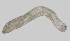 Prostoma graecense
