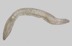 Prostoma graecense