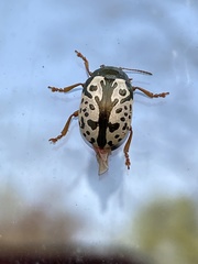 Calligrapha ignota