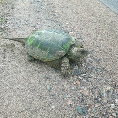 Chelydra serpentina