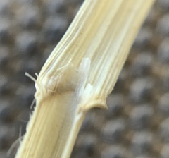Bromopsis