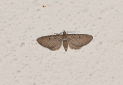 Eupithecia intricata