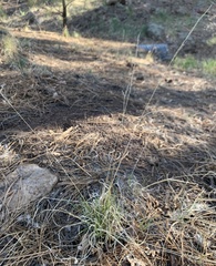 Muhlenbergia montana