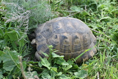Testudo graeca ibera