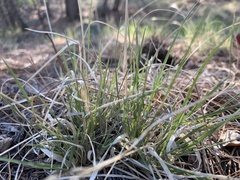 Muhlenbergia montana