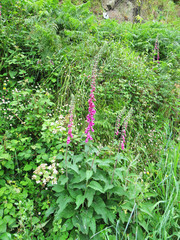 Digitalis purpurea