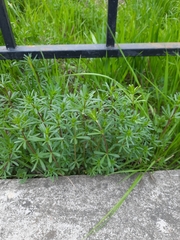 Galium mollugo
