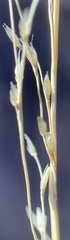 Muhlenbergia montana