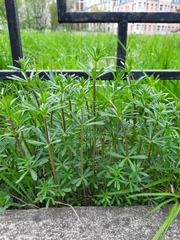 Galium mollugo