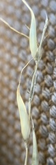 Muhlenbergia montana