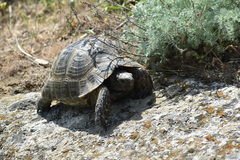 Testudo graeca ibera
