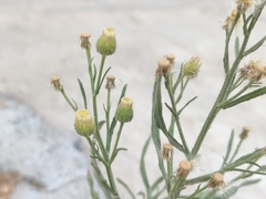 Erigeron bonariensis