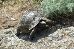 Testudo graeca ibera