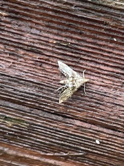 Petrophila fulicalis