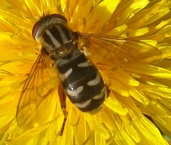 Anasimyia anausis