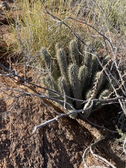 Hoodia