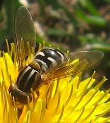 Anasimyia anausis