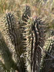 Hoodia