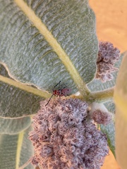 Tetraopes annulatus