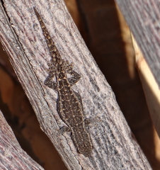 Lygodactylus bradfieldi