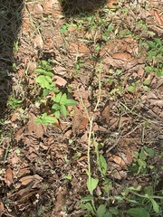Vellereophyton