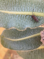 Tetraopes annulatus