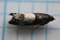 Notocelia cynosbatella