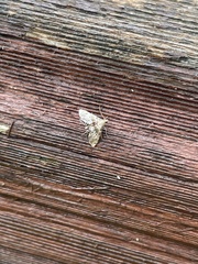 Petrophila fulicalis