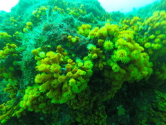 Atlantia caboverdiana